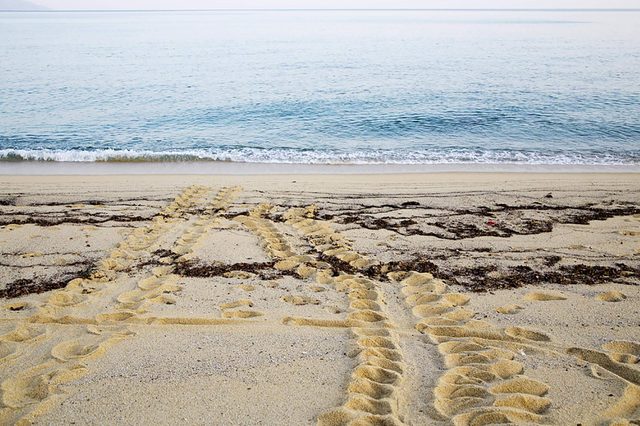 Turtle-footprints