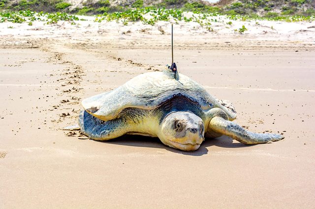 Turtle