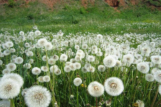 Dandelion