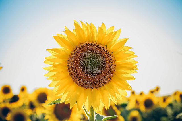 Sunflower