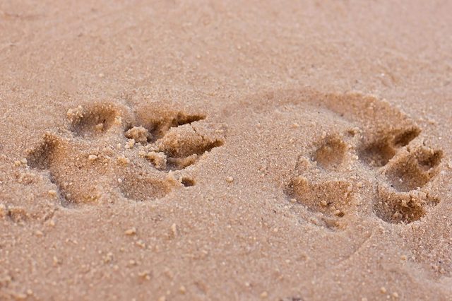 Dog-prints