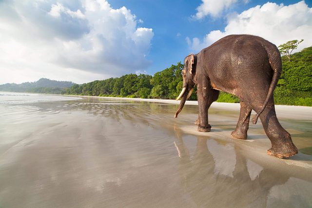 Elephant