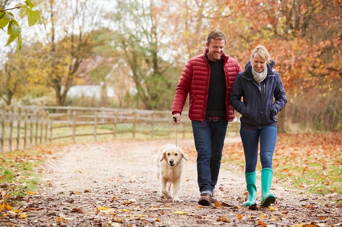 Mature Couple On Autumn Walk With Labrador