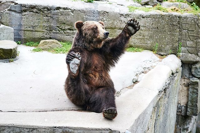 Bear
