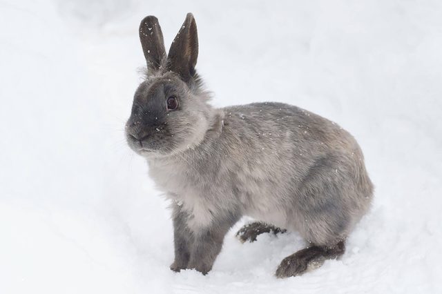 Rabbit