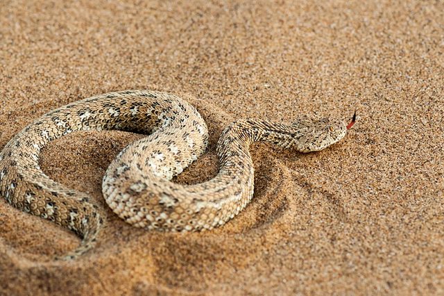 Snake