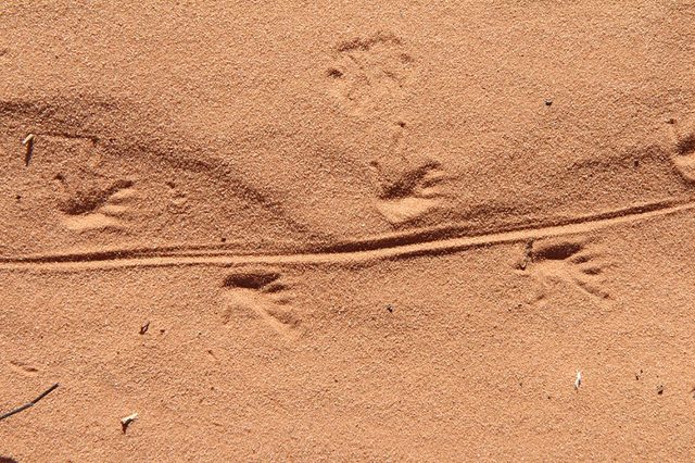Lizard-prints