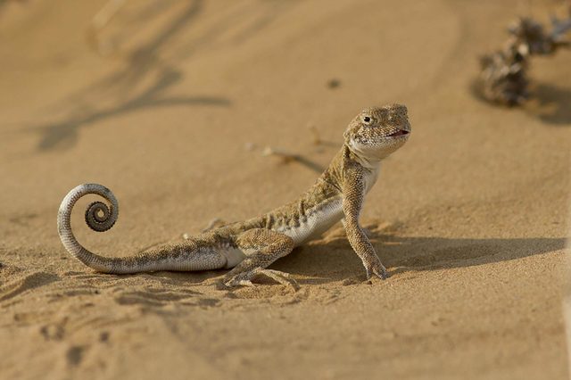 Lizard