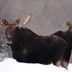 Why Is the Plural of 'Moose' Not 'Meese'?