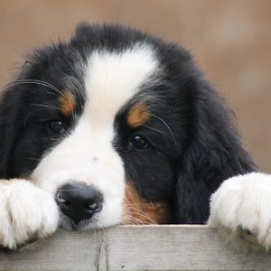 Puppy