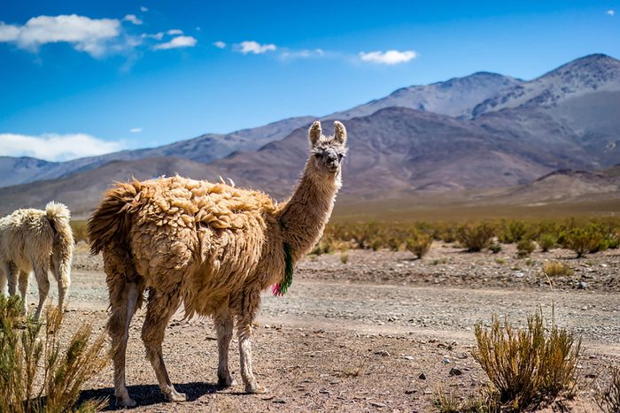 Llama