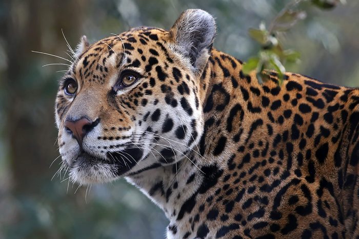 Jaguar