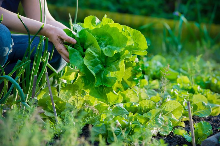 Vegetables