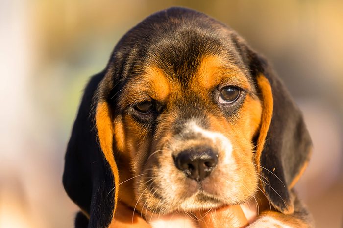 Puppy