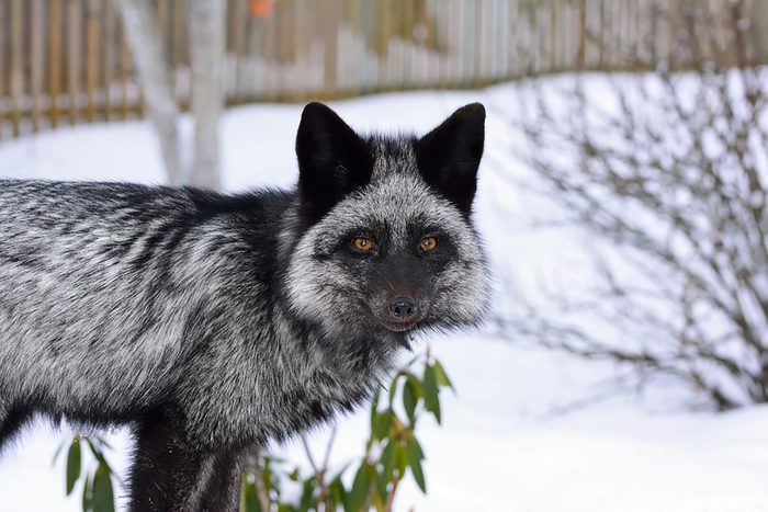 Silver-fox