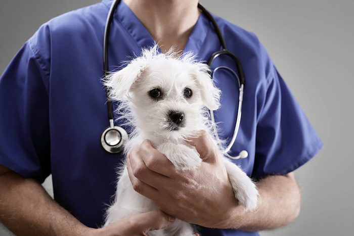 an anonymous vet holds a cute puppy