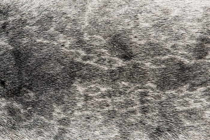 Seal-fur