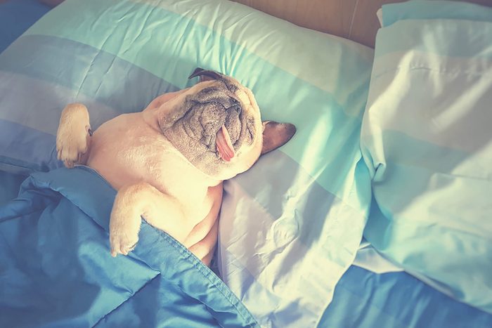 cute puppy in bed