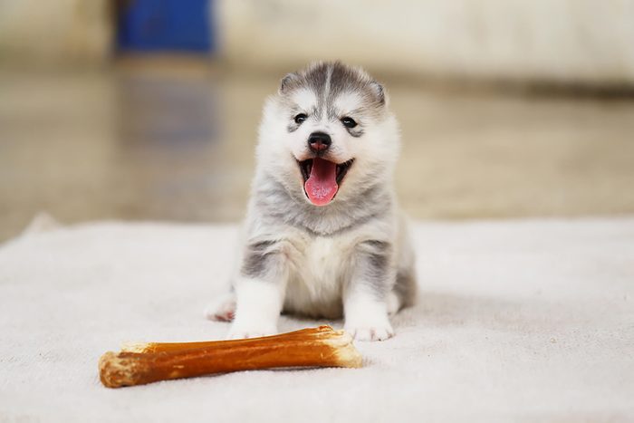 adorable fluffy puppy