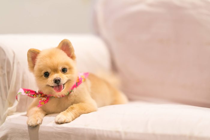 adorable puppy sitting on the couch