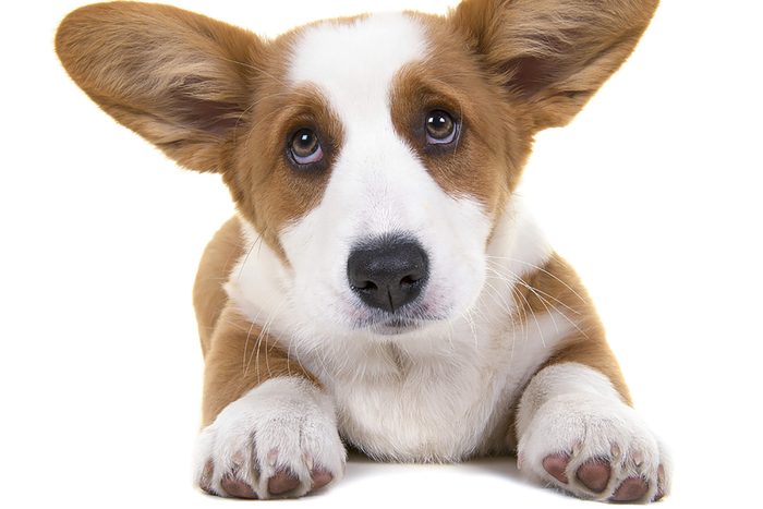 adorable puppy