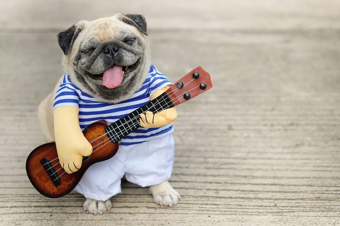adorable puppy wearing a costume