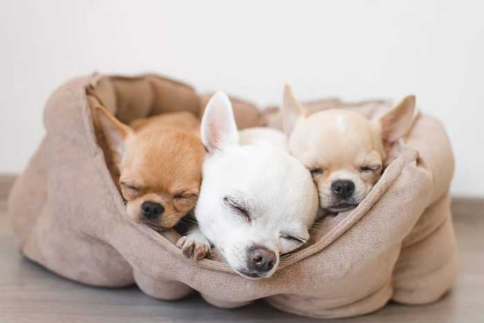 three cute puppies sharing one bed