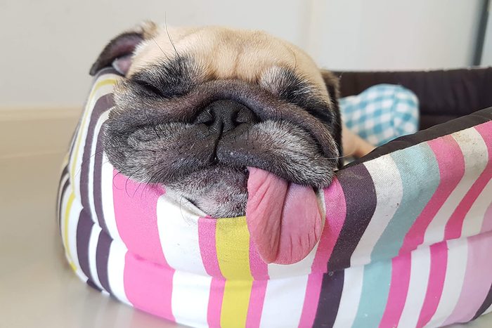 puppy sleeps with his tongue out