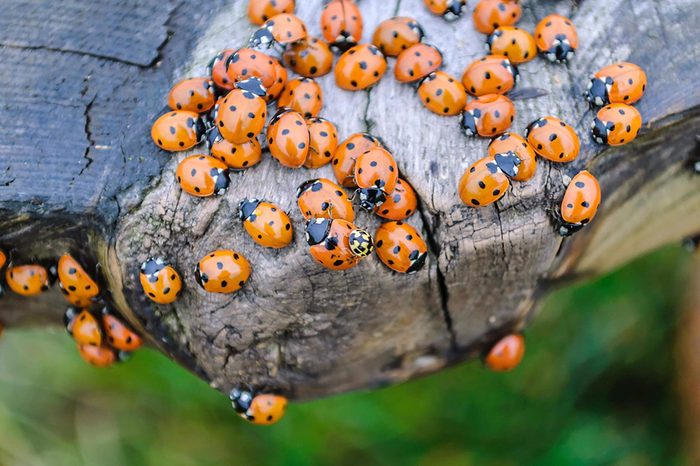 Lots of ladybugs on a wooden bench