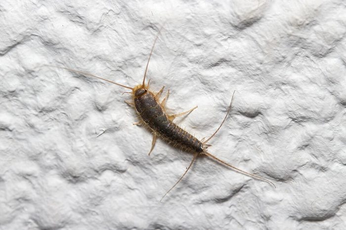 Lepisma saccharina walking on a white wall
