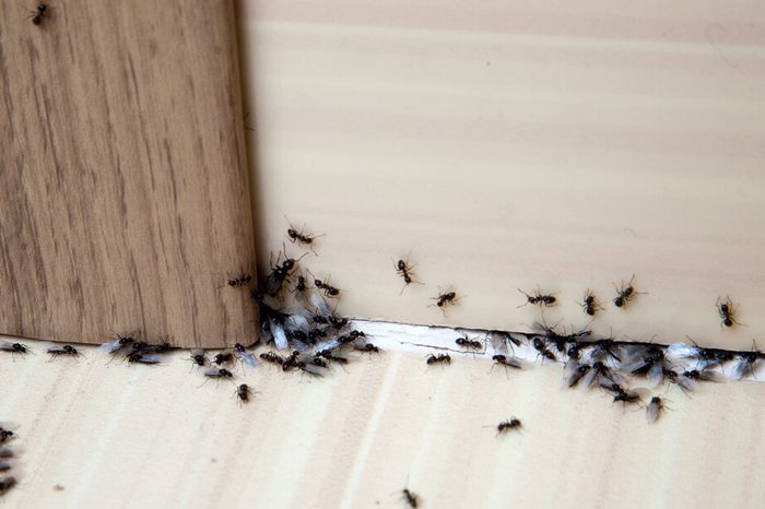 Ants in the house on the baseboards and wall angle