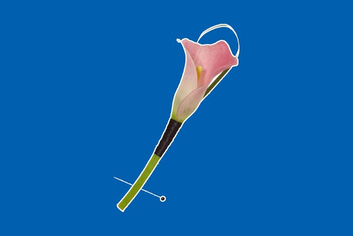 cut flowers