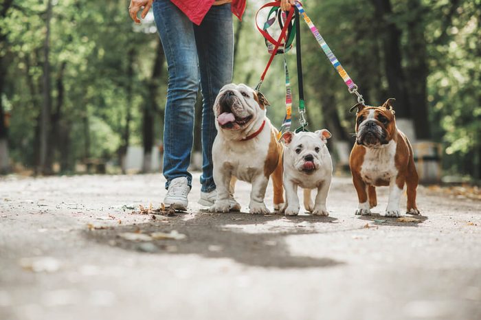 Three English bulldog on a leash
