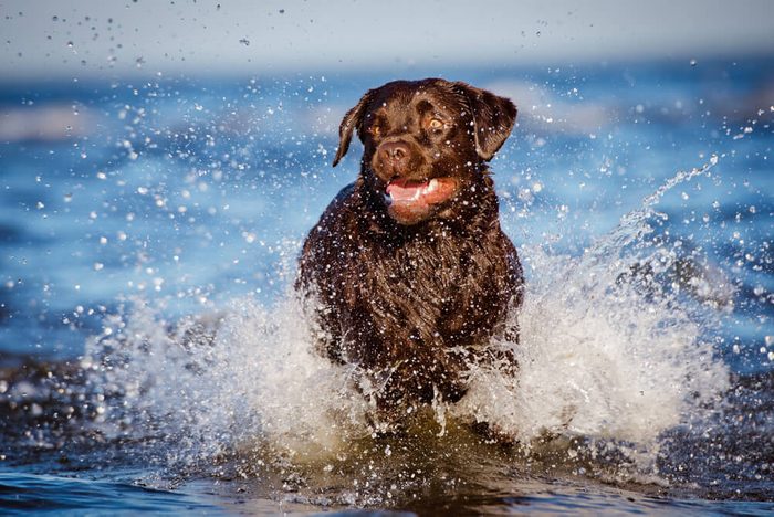 labrador retriever dog runs in water