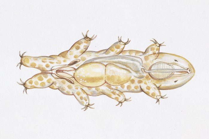 Tardigrades (water bear), illustration