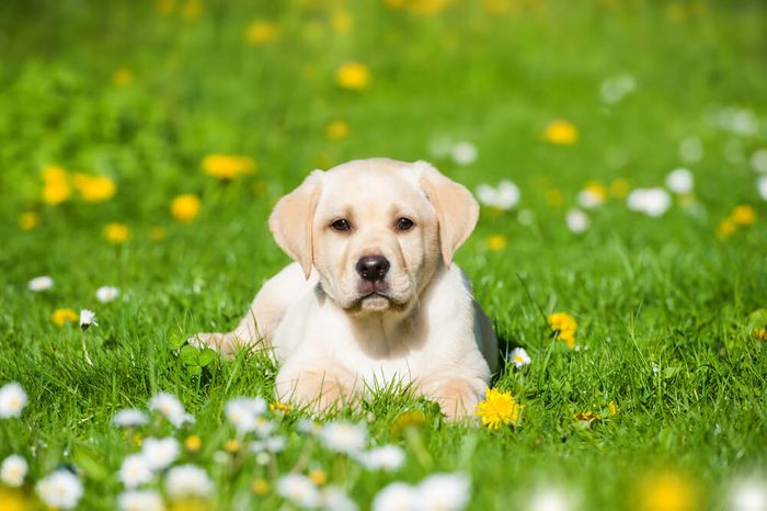 Labrador puppy