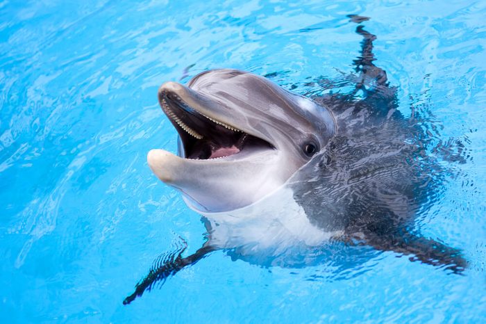 dolphin_crazy customer requests