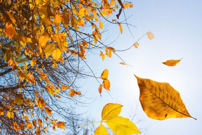 falling leaves_crazy customer questions