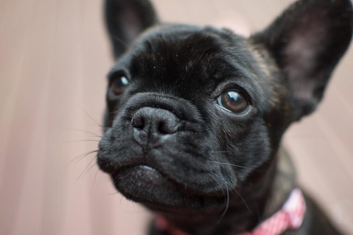 Brindle French Bulldog puppy in pink collar sitting on decking.