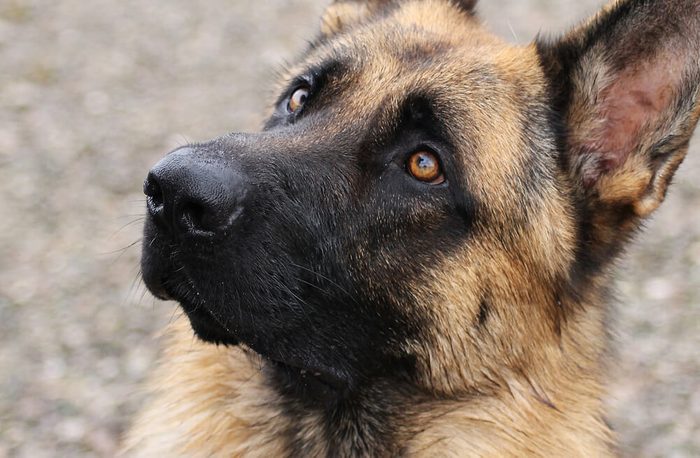 German shepherd dog posing in the beach.