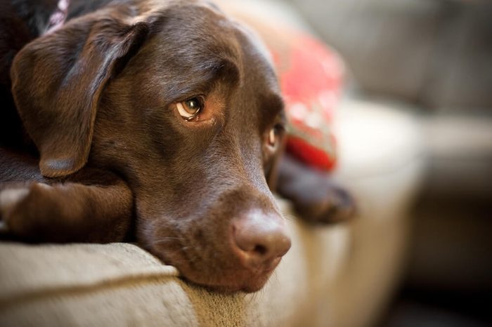 Chocolate Labrador dog