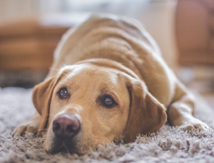 Golden Labrador dog