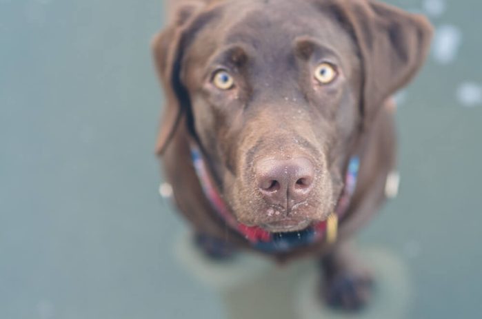 close up on brown dog