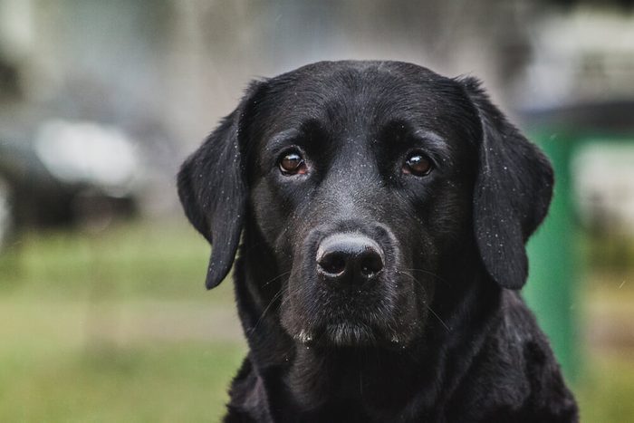 Labrador retriever