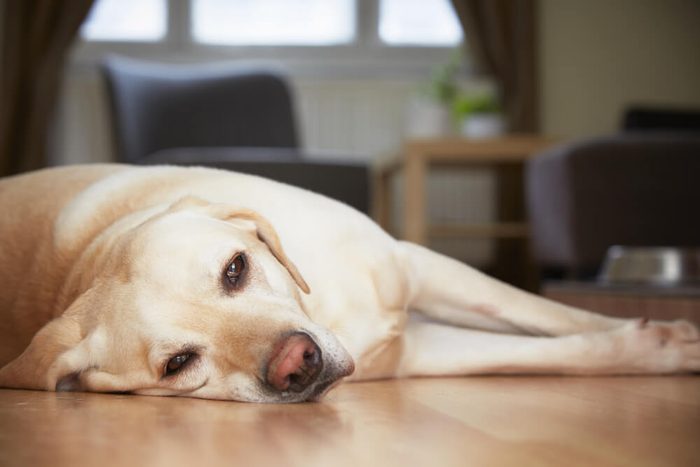 Yellow labrador retriever is waiting at home.