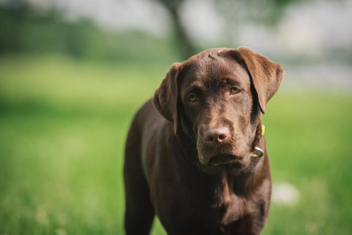 dog portrait
