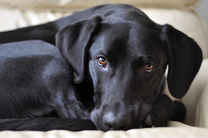 Adopted black labrador retriever napping on a white leather chair