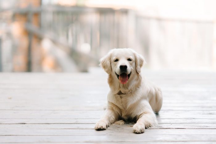 Labrador