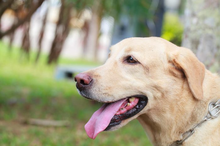 Dog Breed Labrador dog with a nose to smell good.