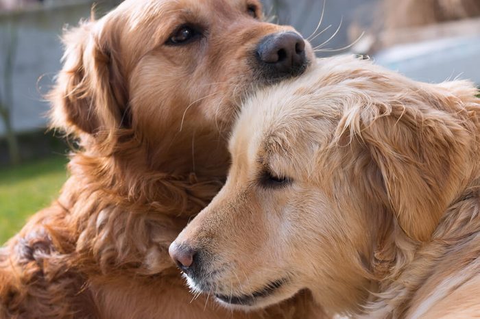 Love between dogs